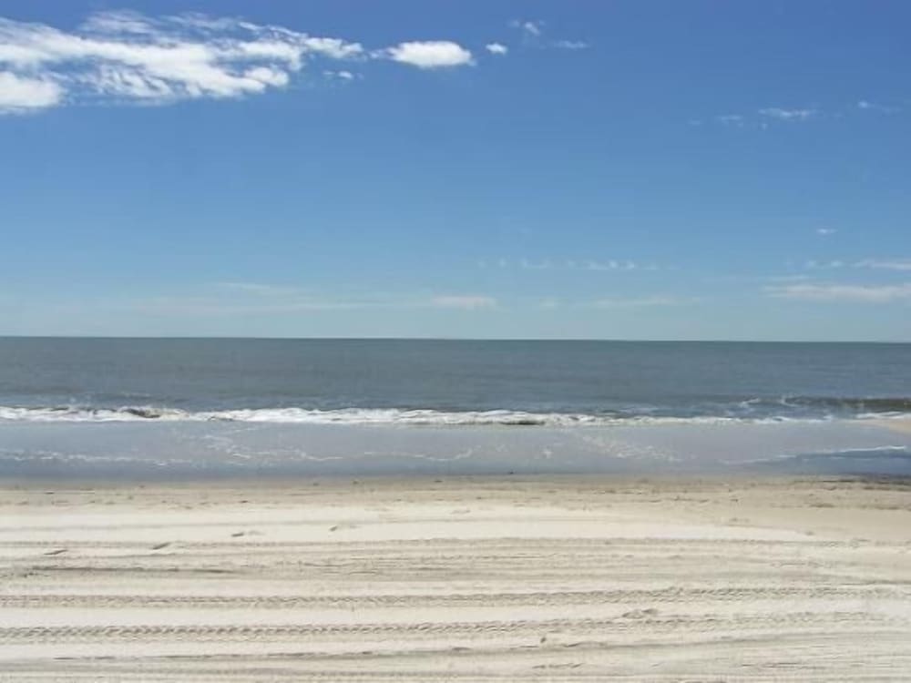 Cape Palms
