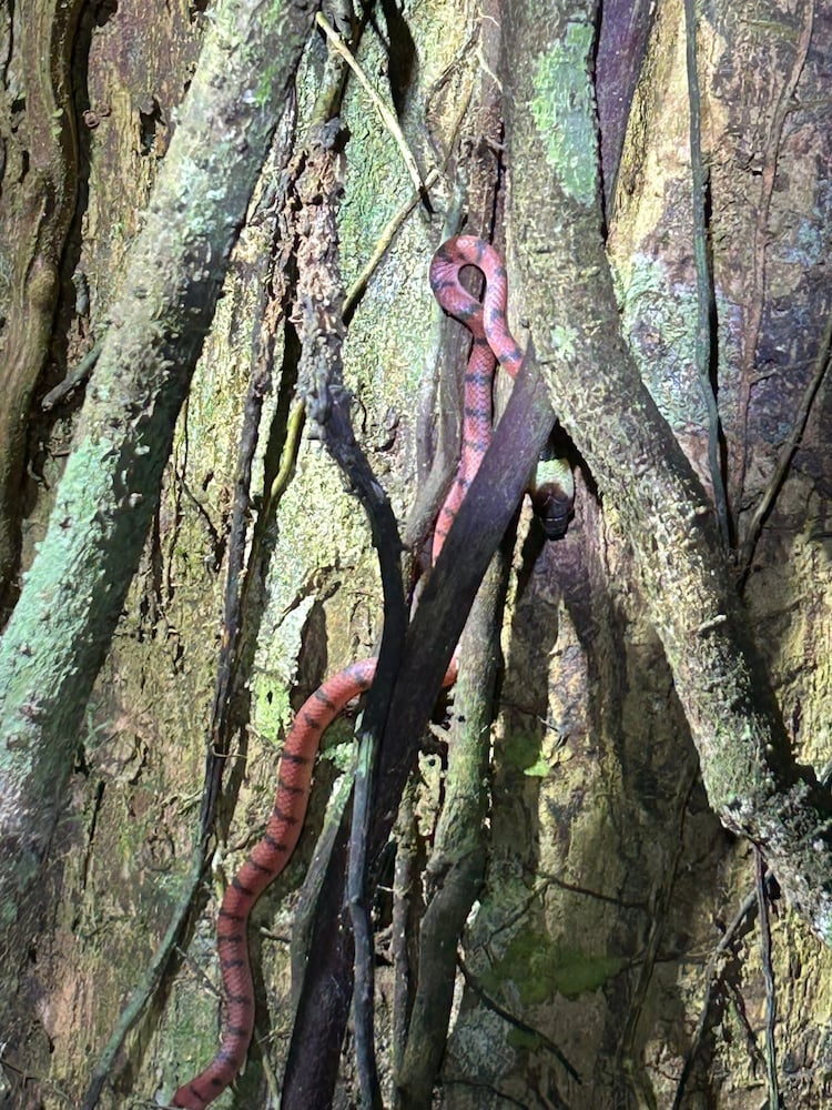 Cabañas Ecológicas Mu'ü