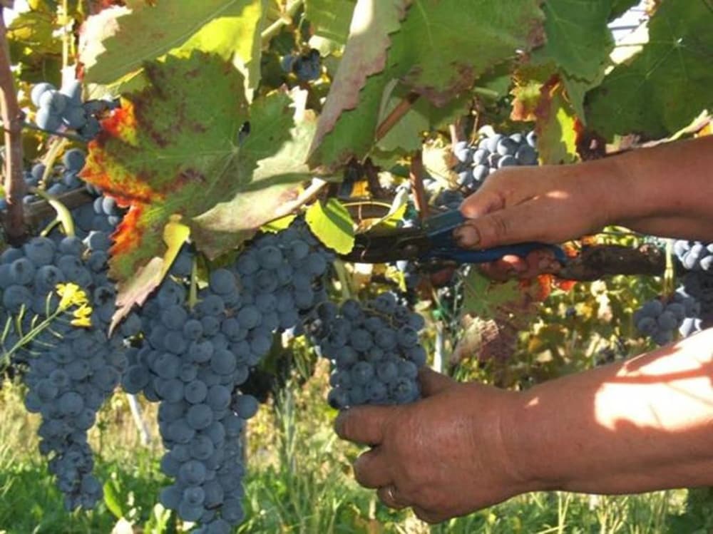 Agriturismo Montesalerno