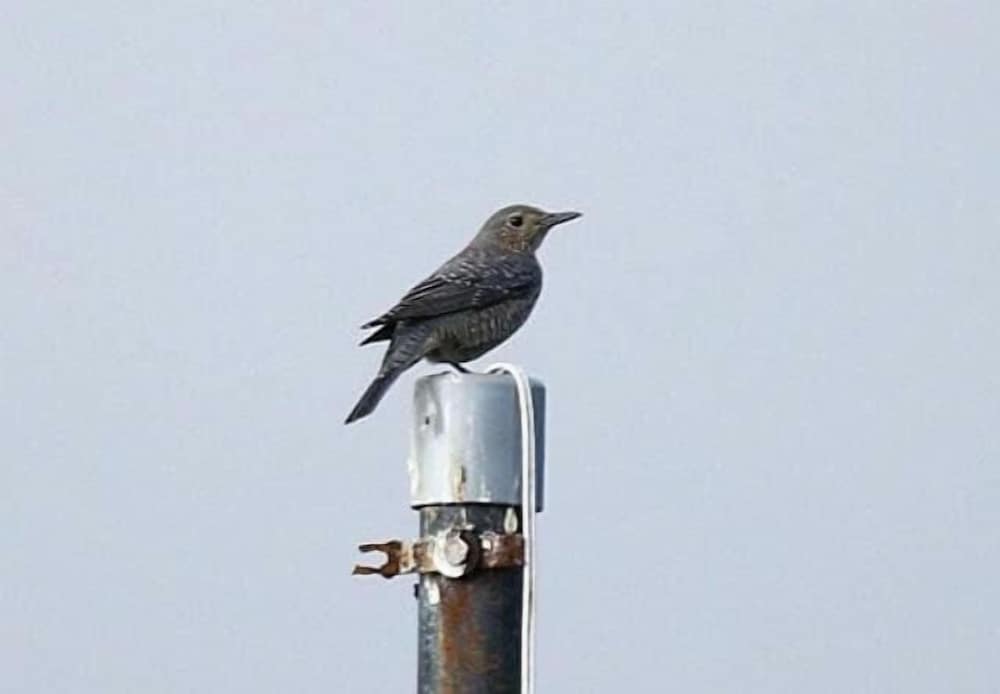 Photo 45