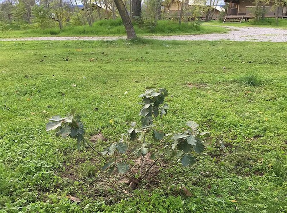 Photo 44
