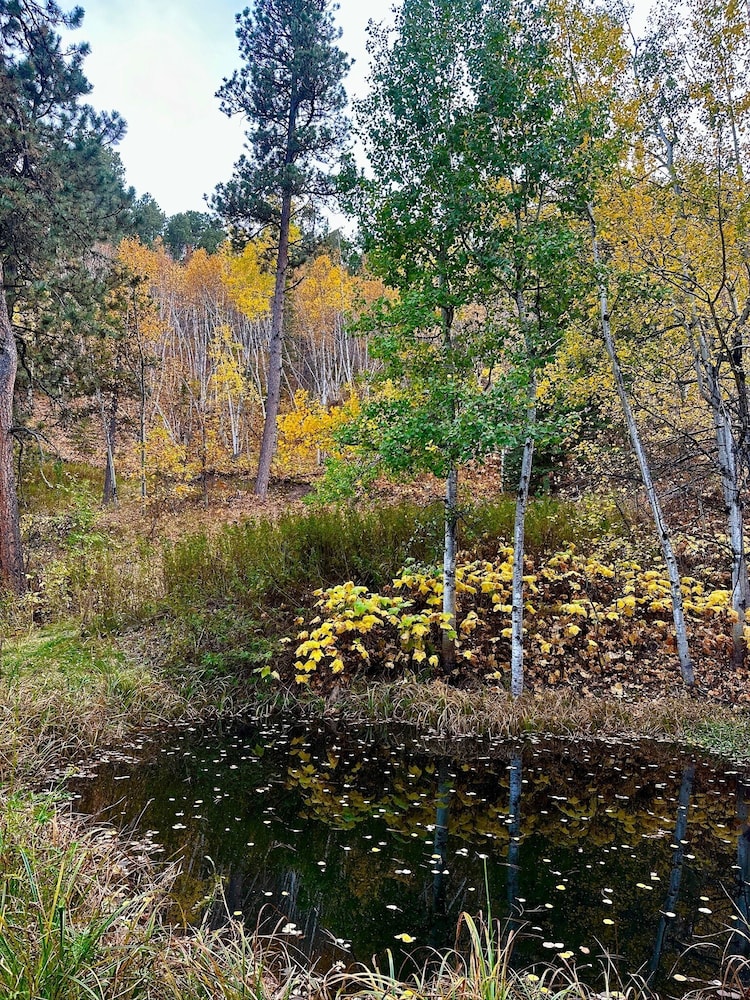 Ponderosa Pines