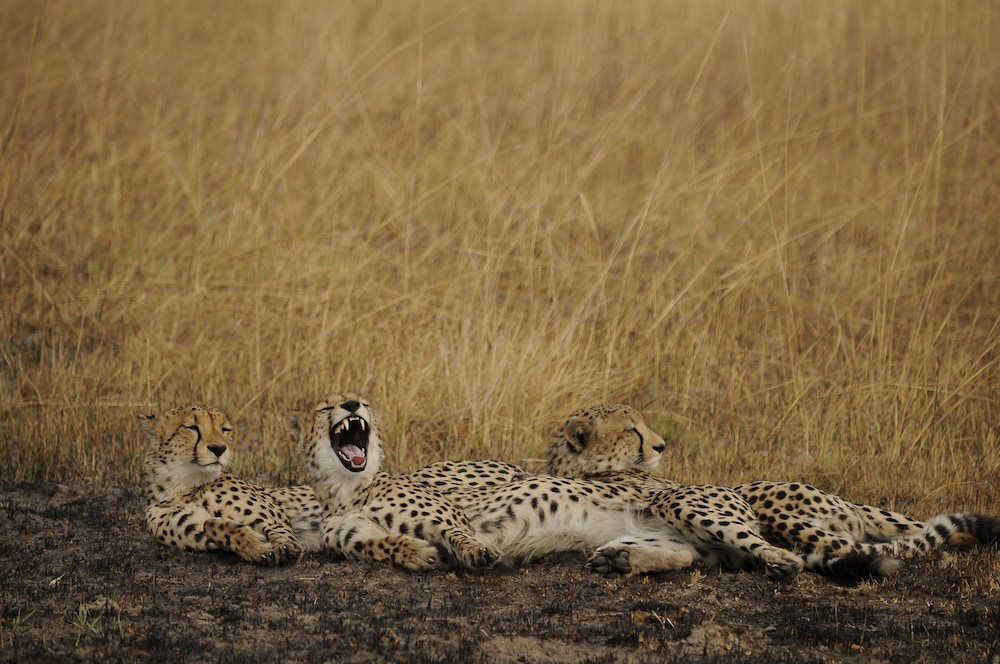 Mukambi Safari Lodge
