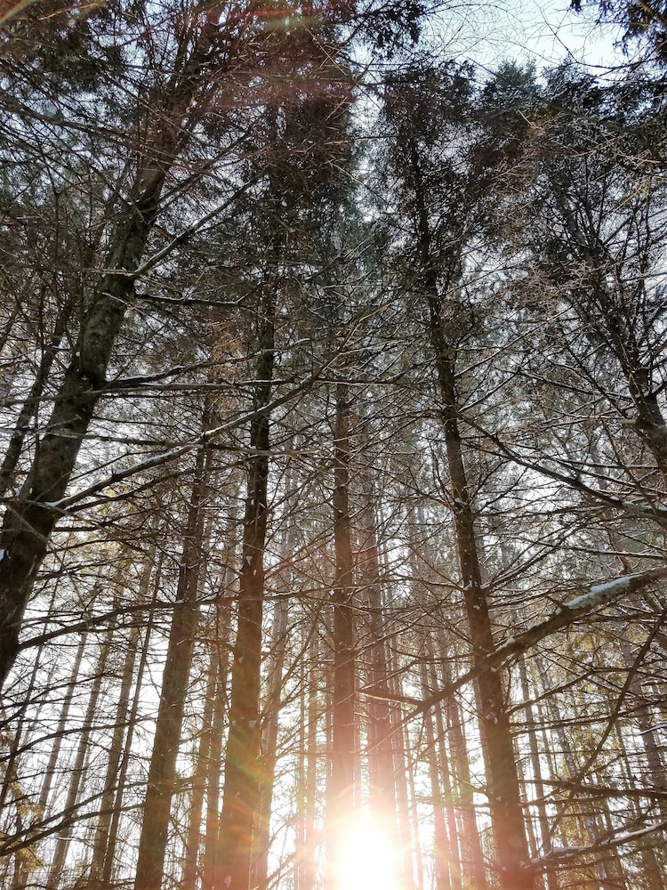 Shire In The Woods