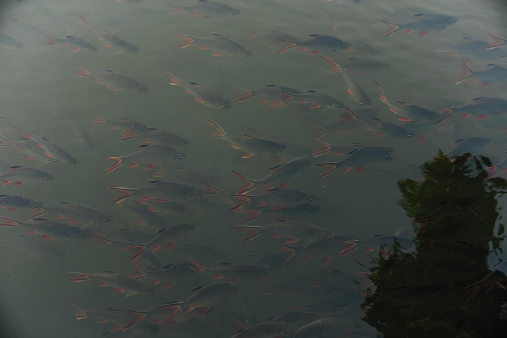 Chong Khaep Aingkwai Resort