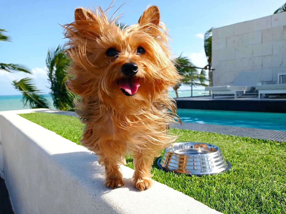 Blue Diamond Luxury Boutique - All Inclusive - Adults Only - Property Image 56