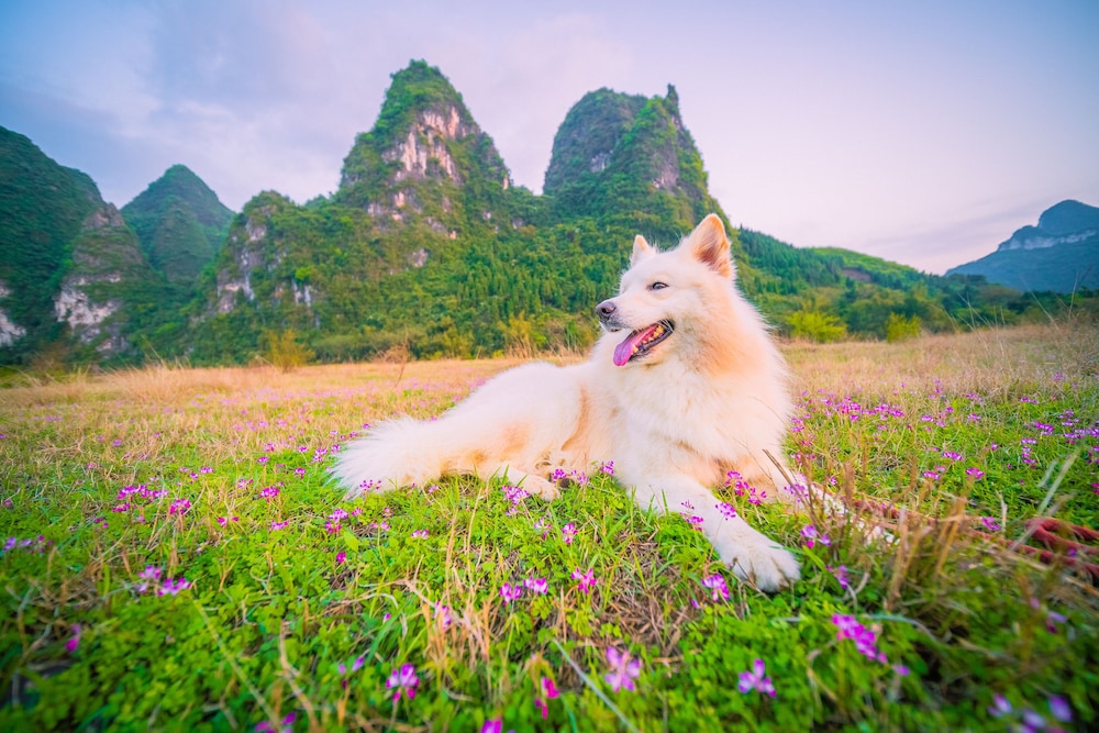 Yangshuo Xingping Island Resort