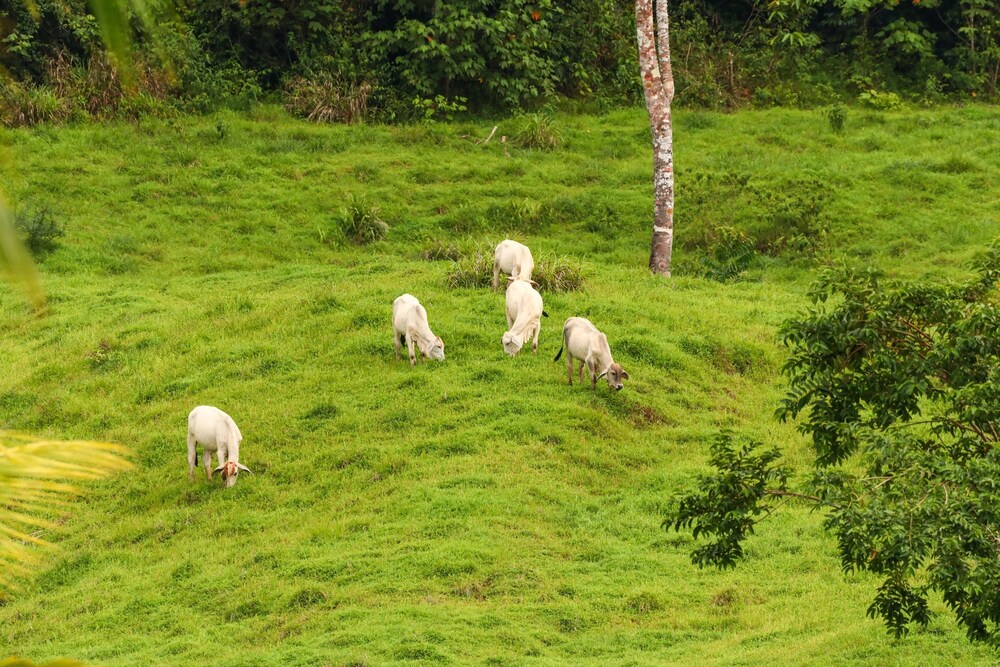 Tapir Lodge
