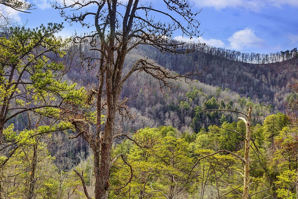 A River Runs Through It - 3 Bedrooms, 3 Baths, Sleeps 12 Cabin by RedAwning