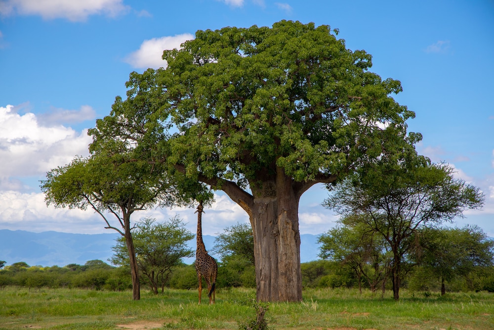 Africa Safari Lake Manyara