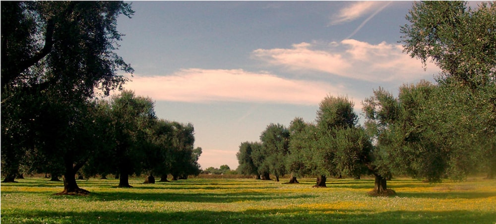 Il Maremmano
