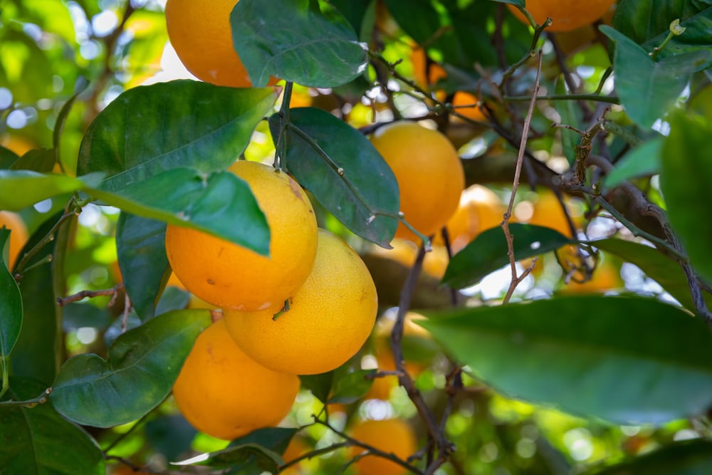 Flôr da Laranja, Albufeira