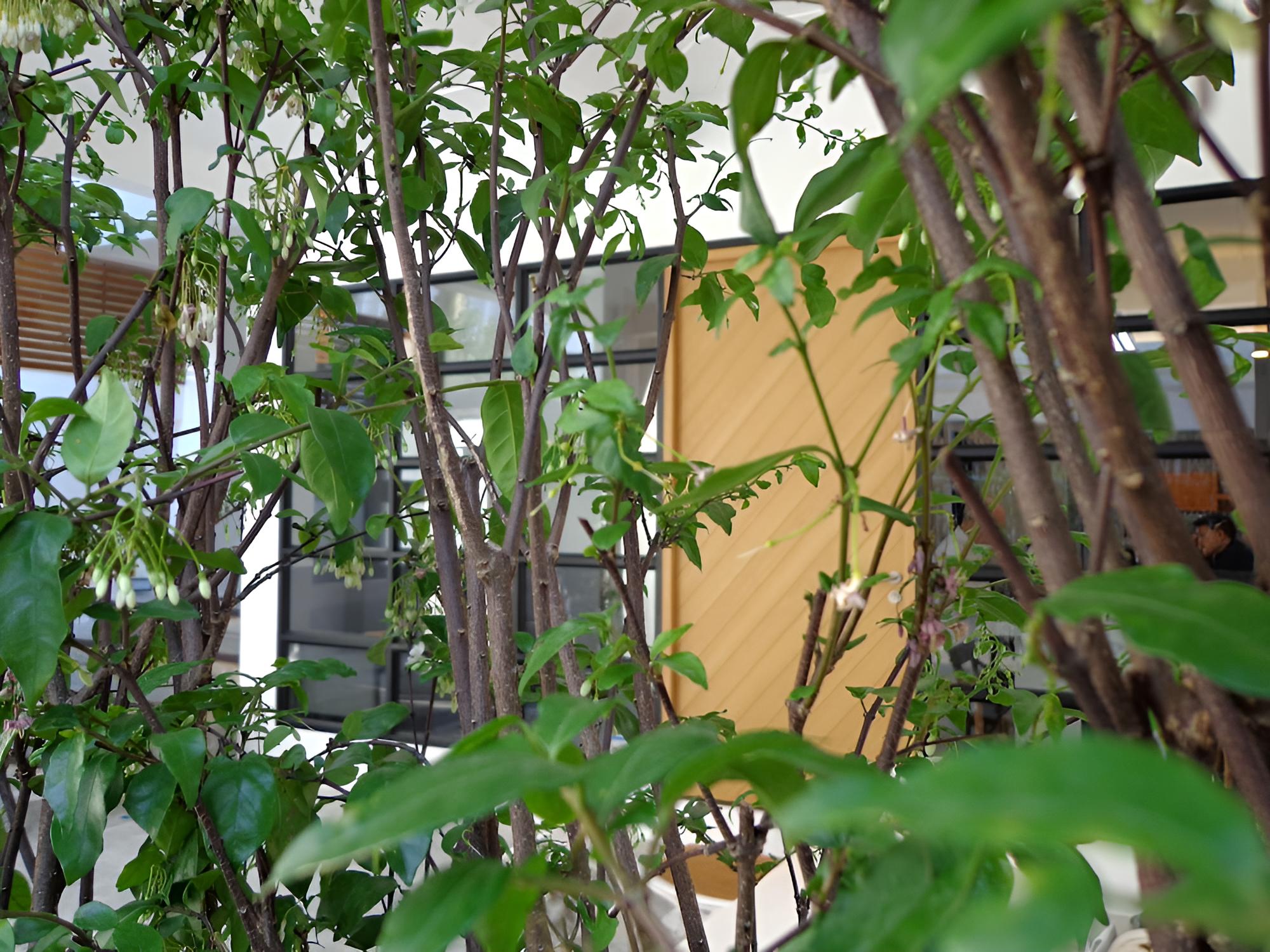 Silom Studios