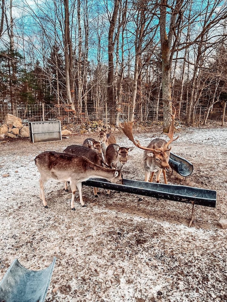 Viltpark Rollerbü Hjortaröd