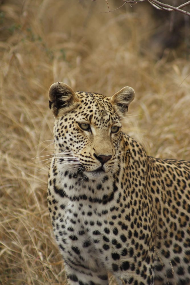 Simbavati River Lodge