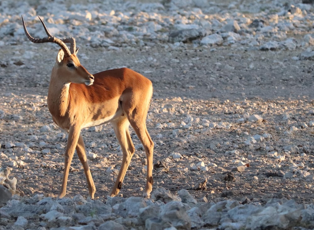 Omukuyu Wildlife Lodge
