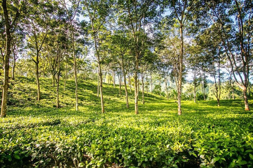 Papumpare Jungle Resort