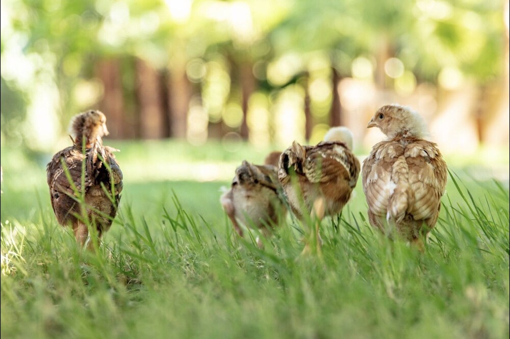 Layla Gocek - Yetişkinlere Özel - Image 139