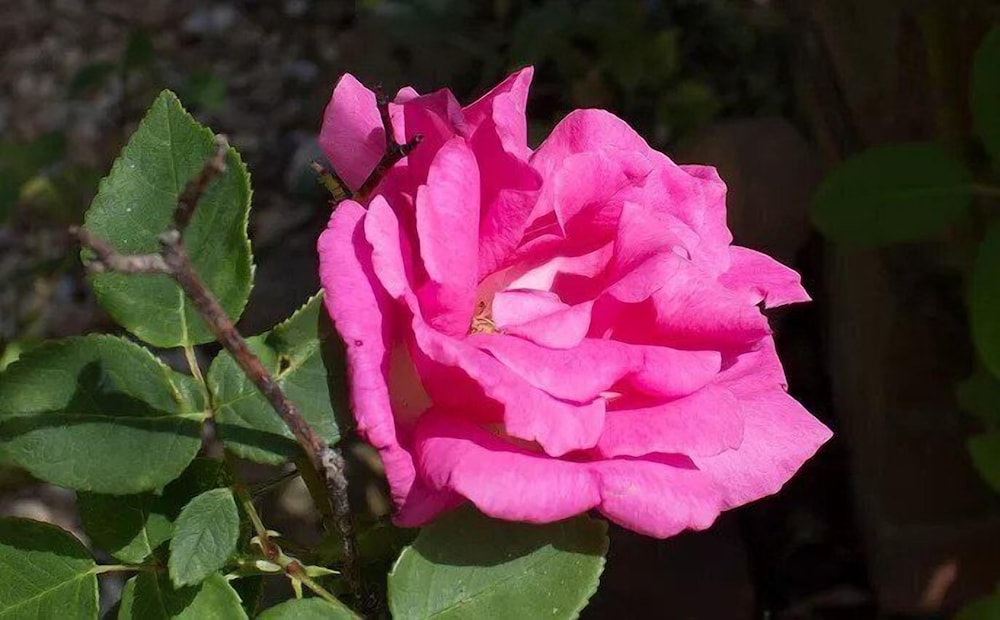 Photo 22