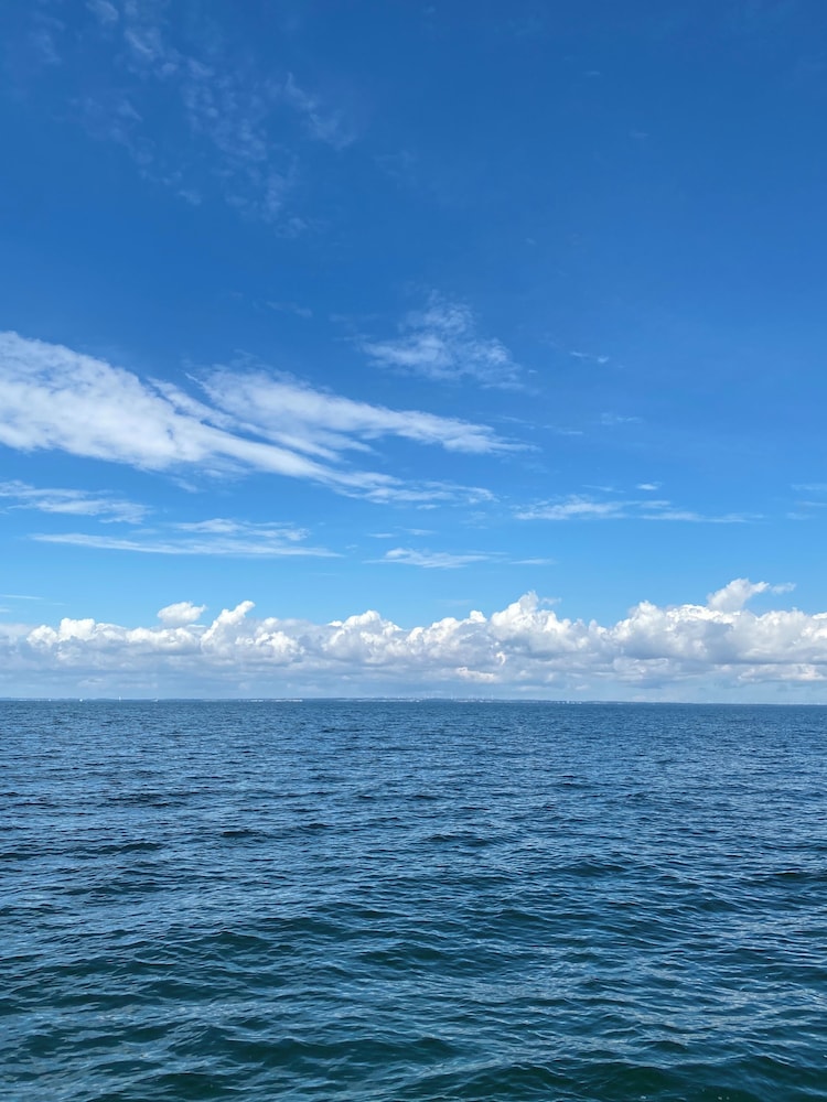 Ostseekrabbe