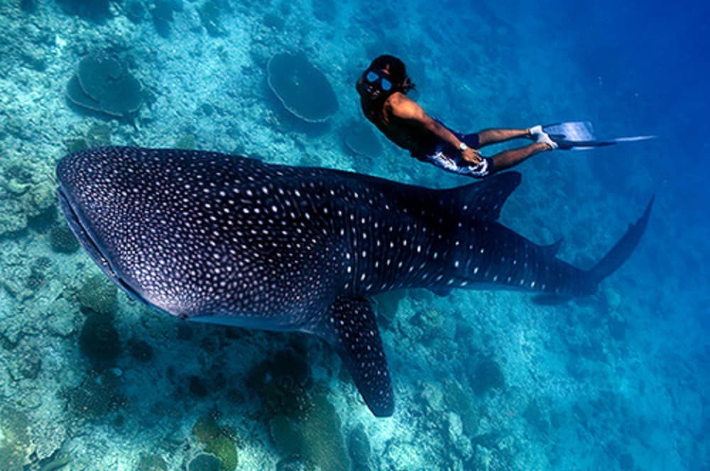 Sandy Heaven Maldives