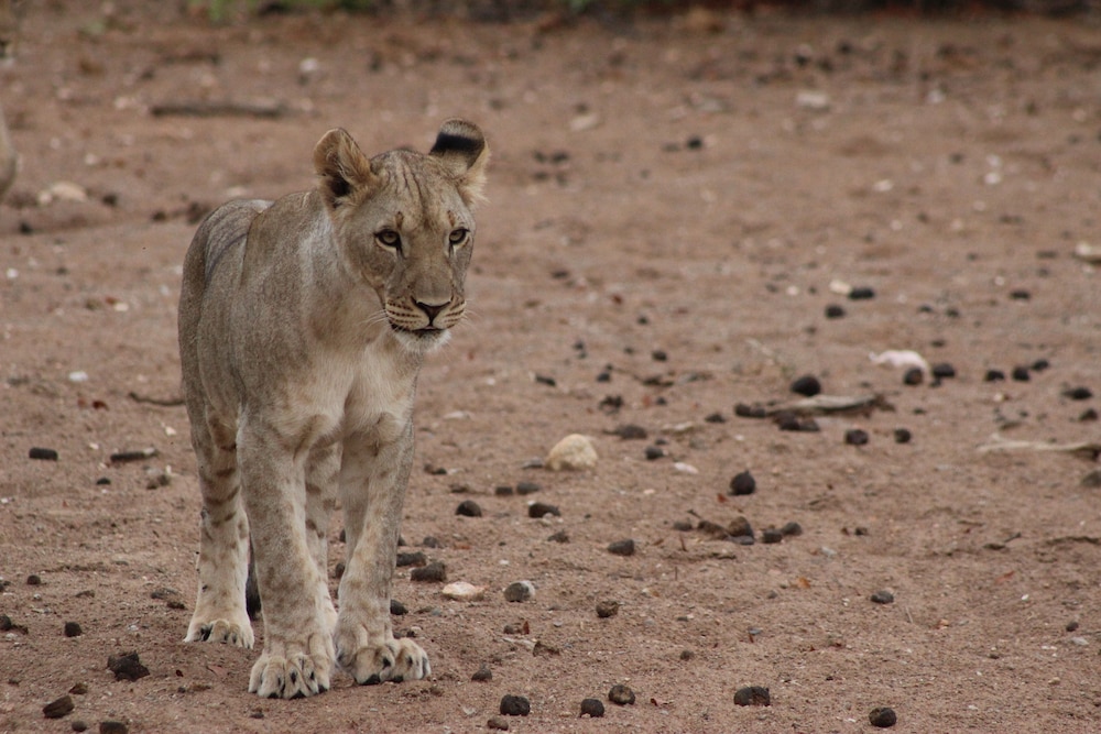 Hobatere Lodge