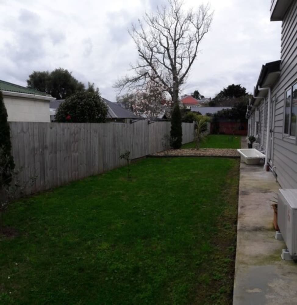 Auckland Phoenix Palm