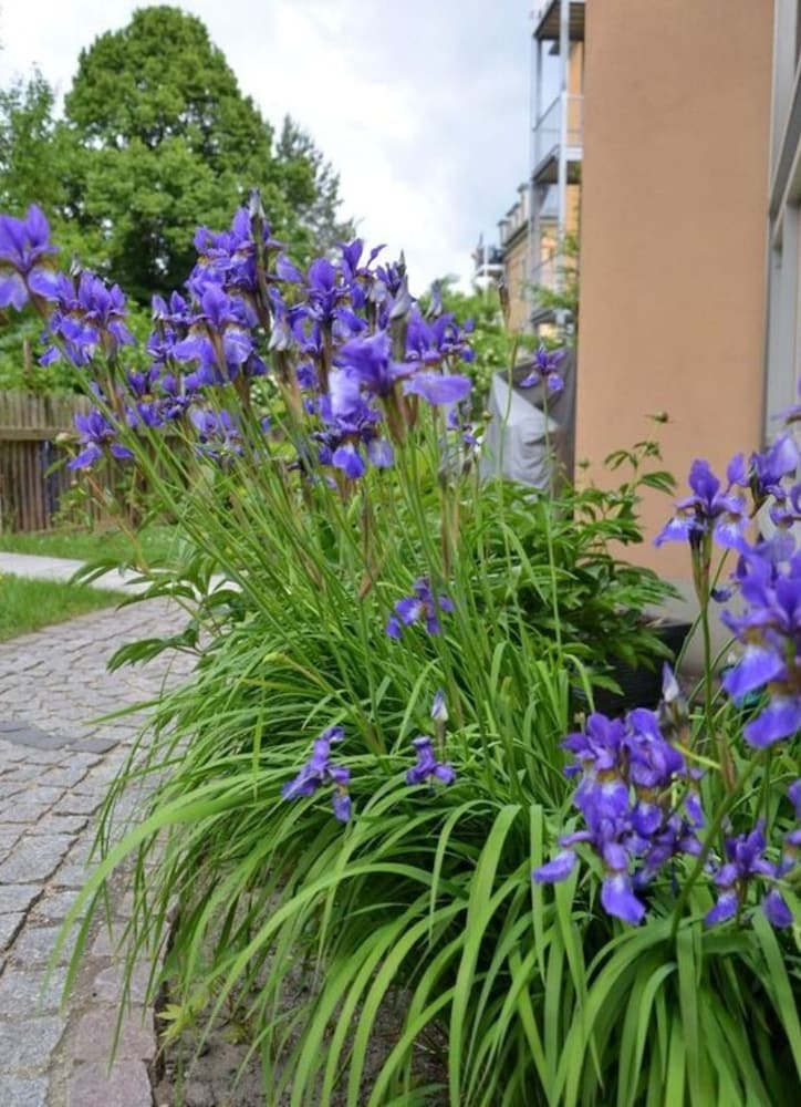 Dresden Vacations - Holiday Apartment Coffee Mill - Property Image 17