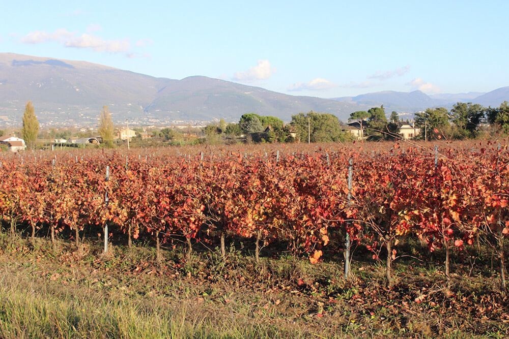 Agriturismo Fratelli Angelucci, Billede 31