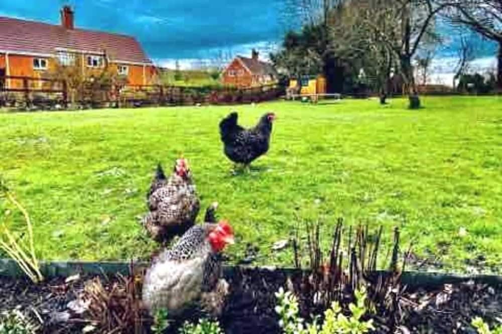 Marlborough Vacations - Perfect Cottage Hideaway in the Divine Pewsey Vale - Property Image 12