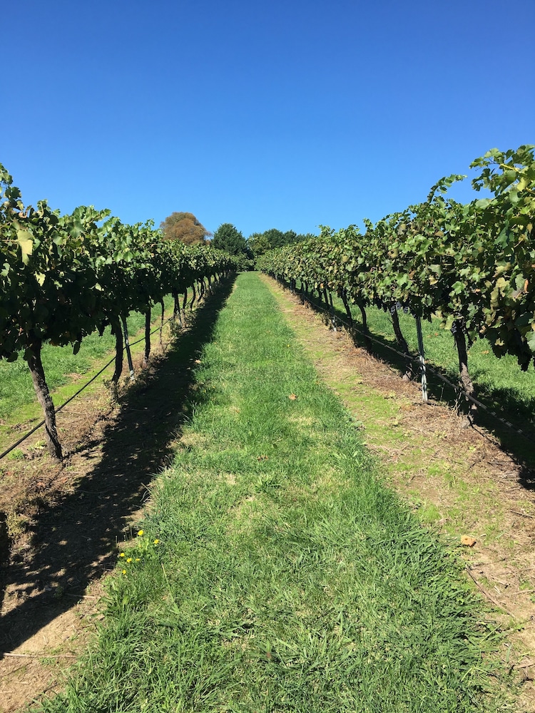 Turners Vineyard