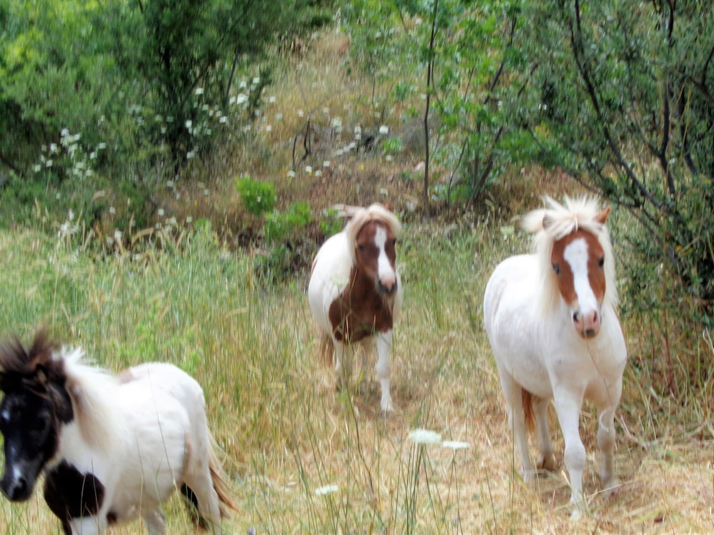 Menina Farm