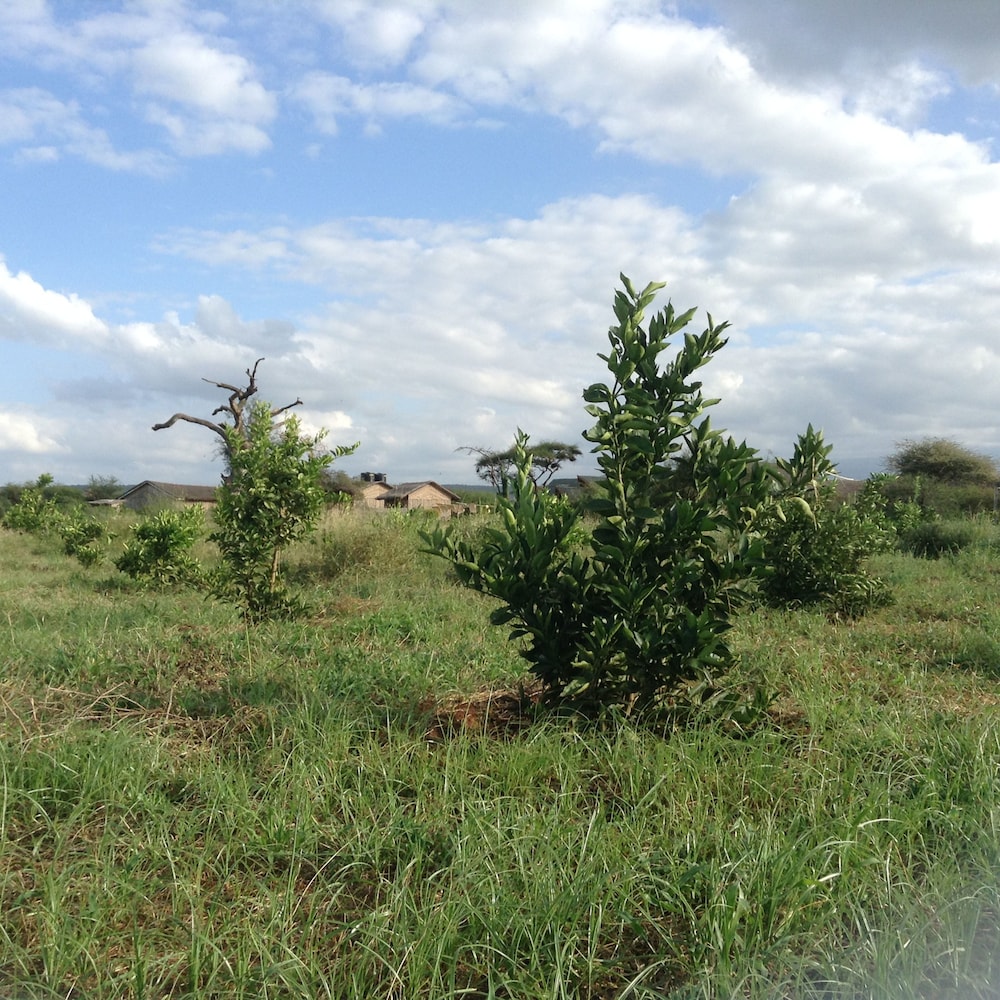 AA Lodge Amboseli