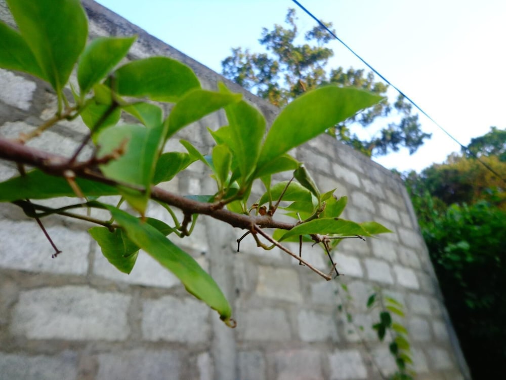 Lal HomeStay