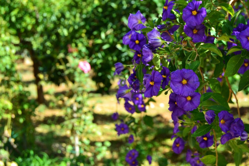 Photo 48