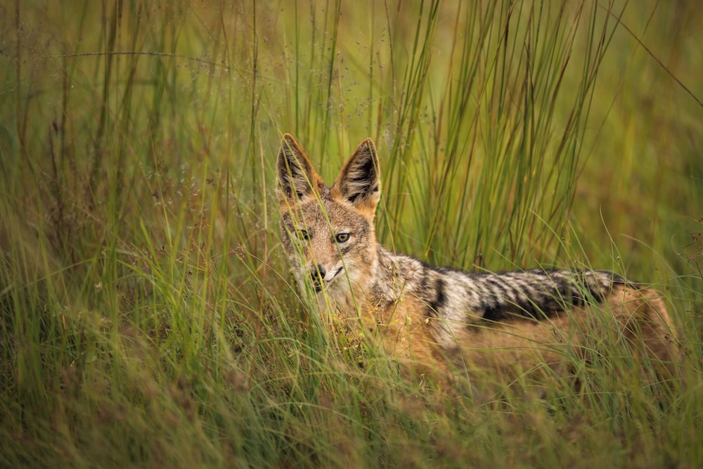Summerplace Game Reserve