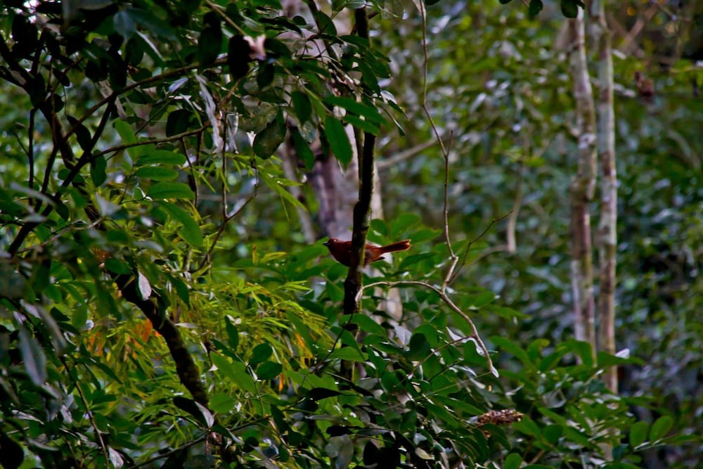 Tierra Guarani Lodge de Selva