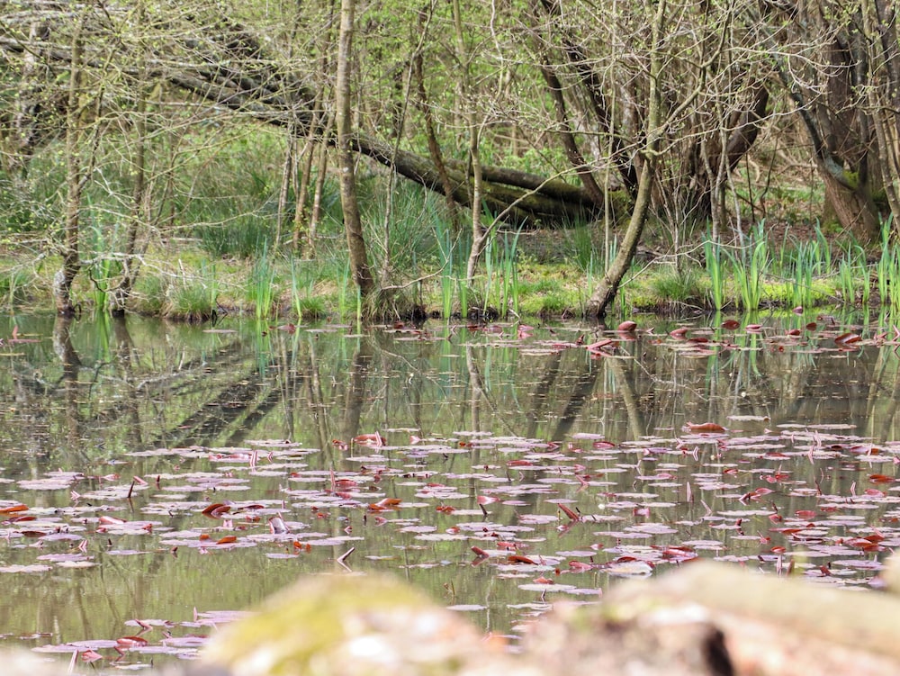 Ghyll Park Farm