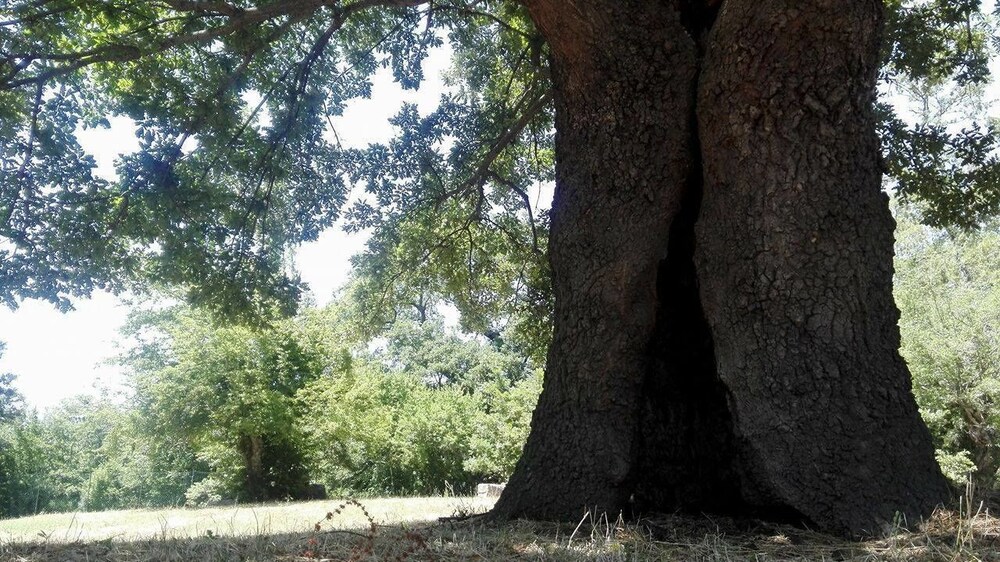 Parco dei Crisciuni Villaggio Camping