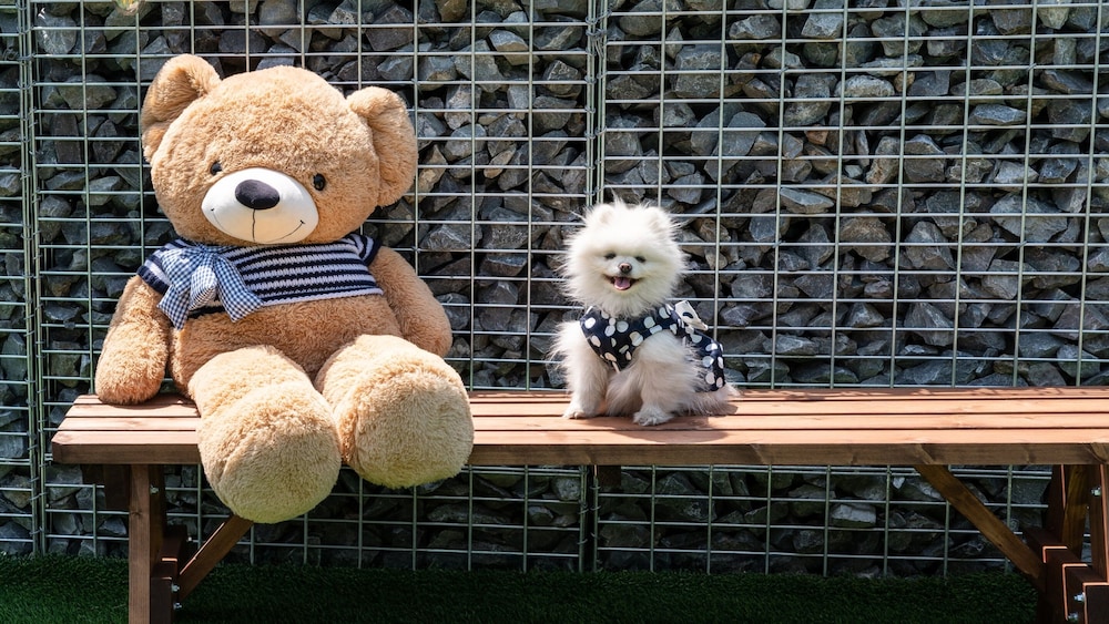 Hongcheon Lucky Dog Pension