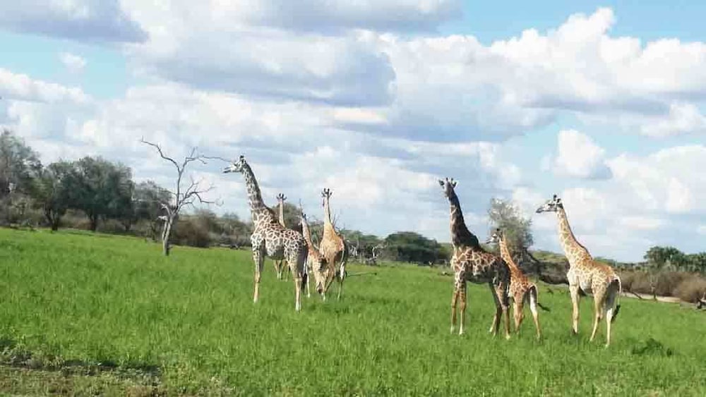 Selous Adili Forest Camp view 4