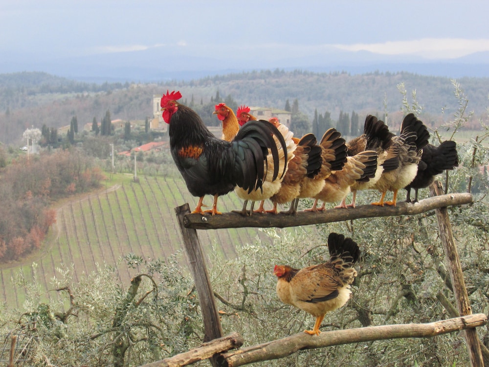 Bed & Breakfast Le Terrazze del Chianti