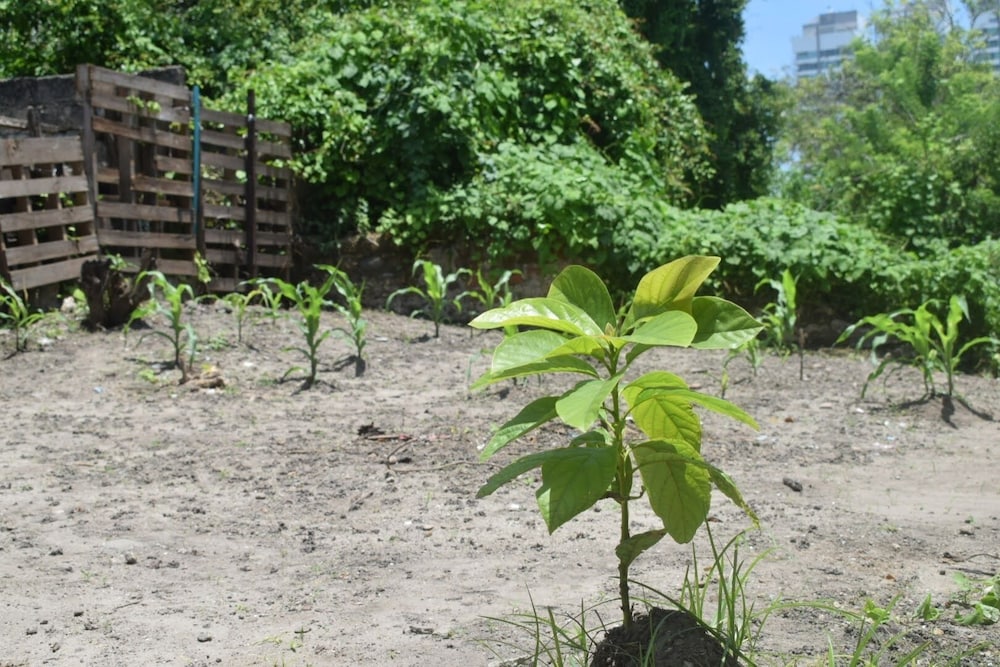 MANGO TREE HOSTEL 4 20