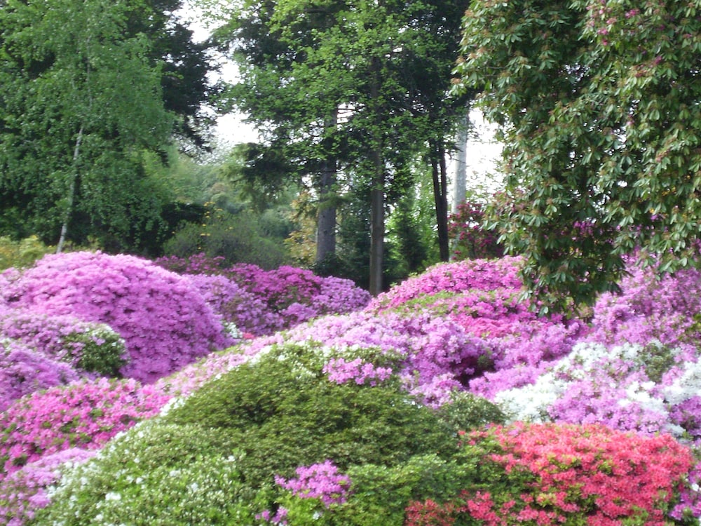 Azalea & Glicine House