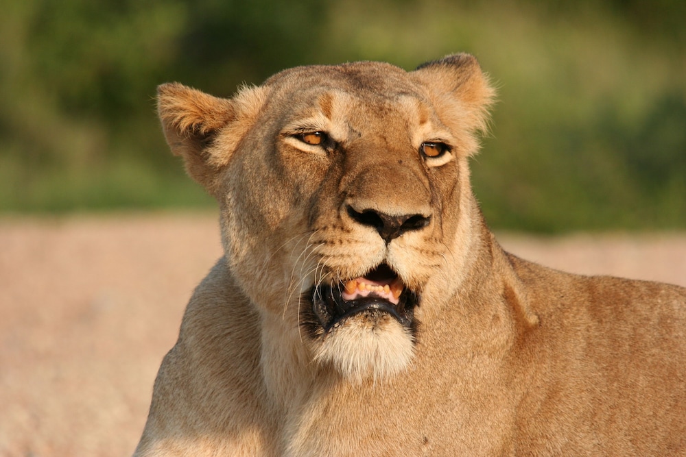 Karongwe - River Safari Lodge