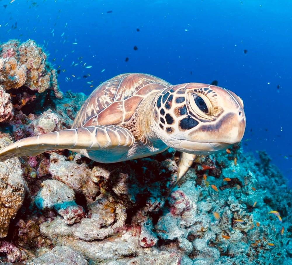 Kihaa Maldives