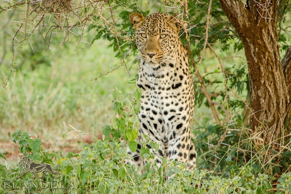 Elandela Private Game Reserve & Luxury Lodge