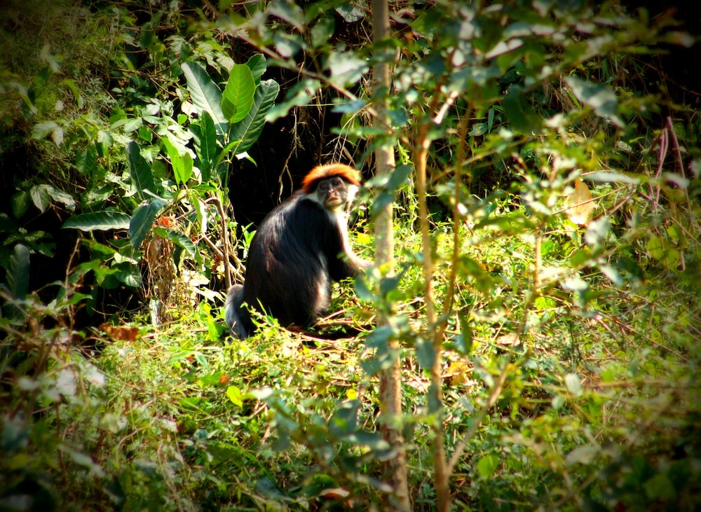 Udzungwa Forest Camp