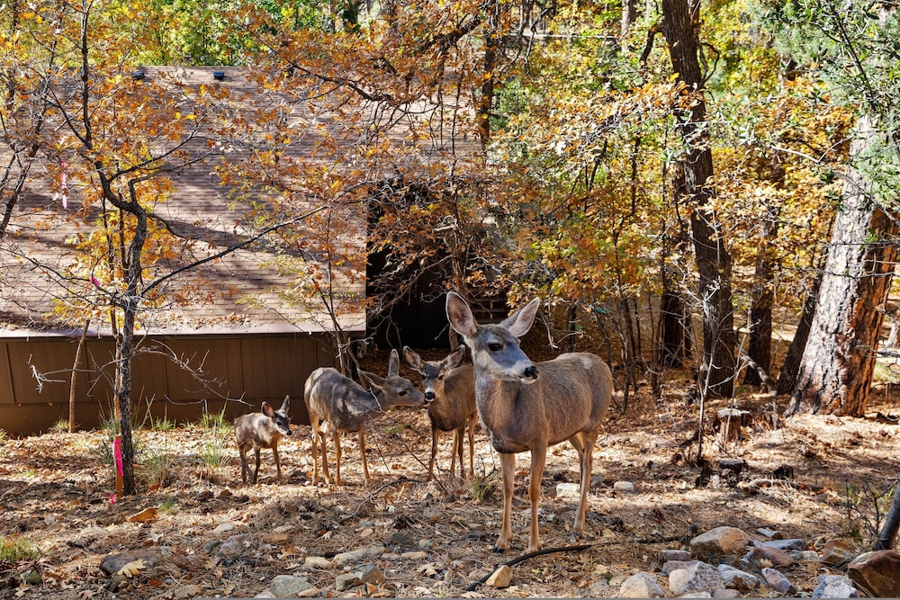 Ponderosa Hideaway 4-br Cabin Mtn View Trails Brbq