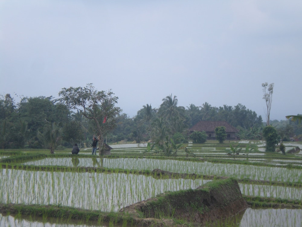 Tepi Sawah Lodge